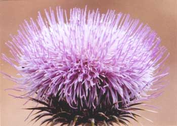"Thistle" by Debra Hall, Clinton WI - Photography